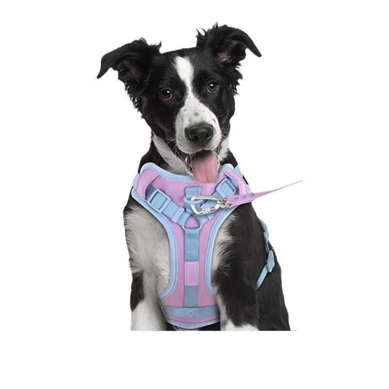 Dog Harness Leash Set