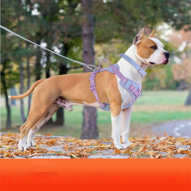 Dog Harness Leash Set