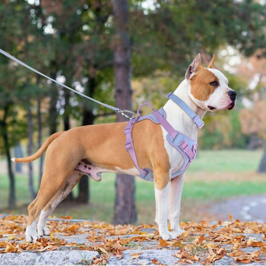 Dog Harness Leash Set