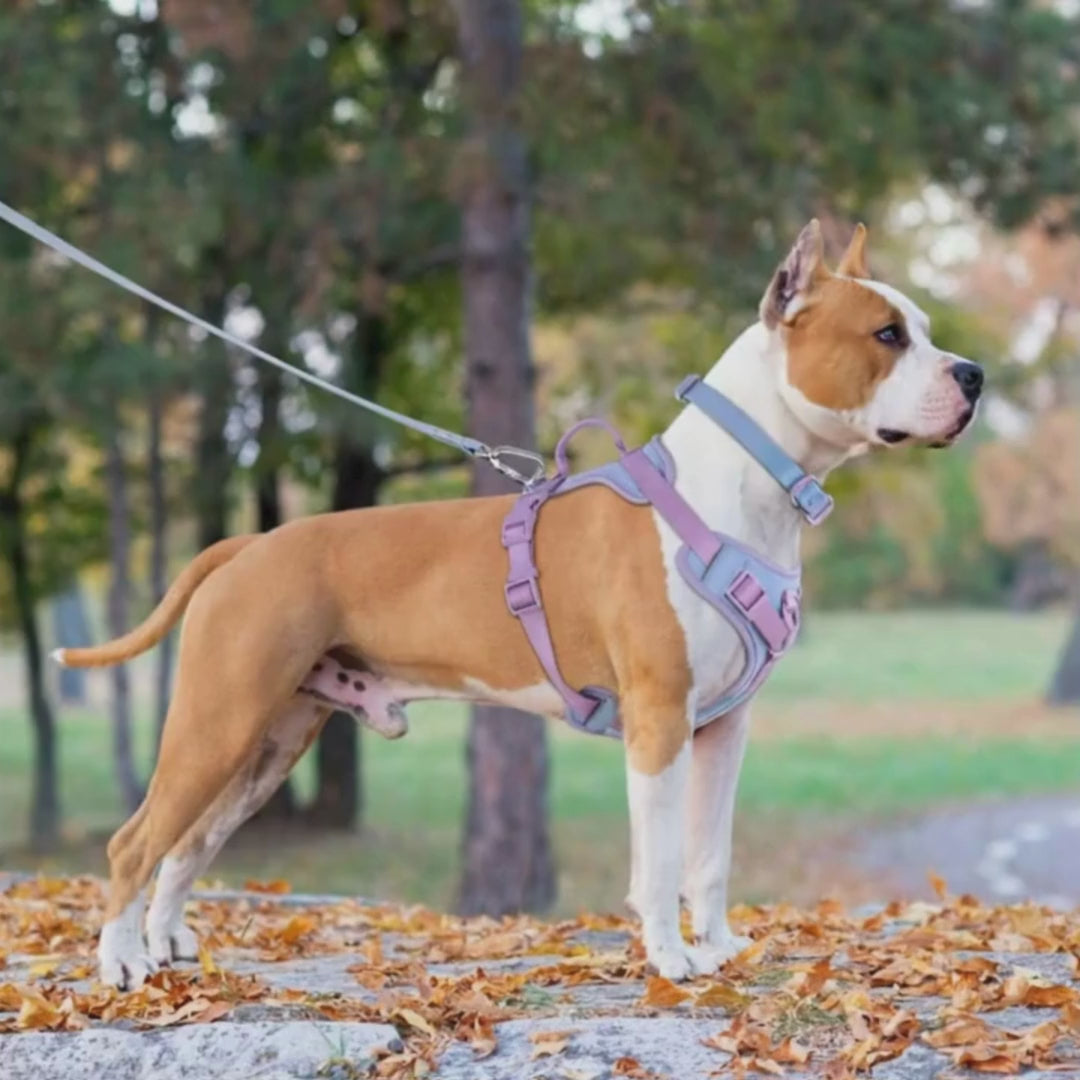 Load video: Dog No-Pull Harness
